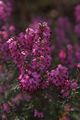 Erica carnea Myretoun Ruby Wrzosiec czerwony